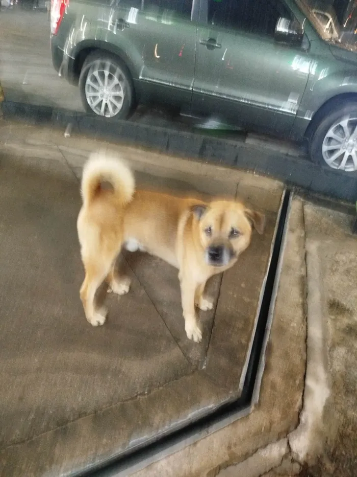 Cachorro ra a SRD-ViraLata idade 2 anos nome Cabeção 