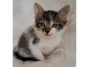 Gato raça SRD-ViraLata idade Abaixo de 2 meses nome Tony