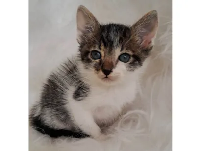 Gato raça SRD-ViraLata idade Abaixo de 2 meses nome Tony