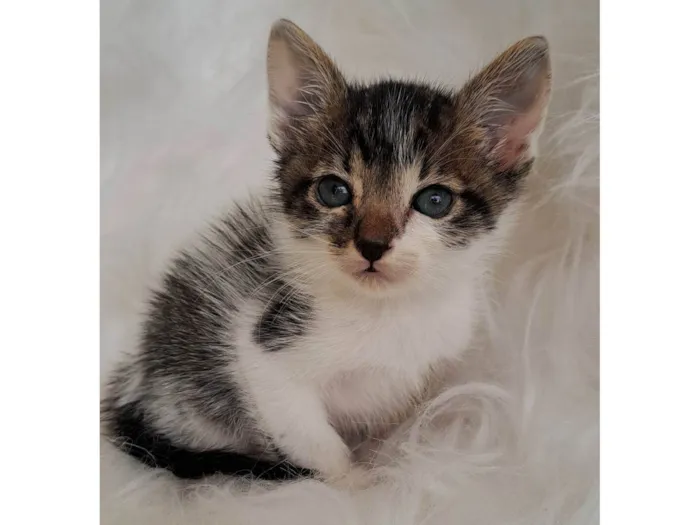 Gato ra a SRD-ViraLata idade Abaixo de 2 meses nome Tony