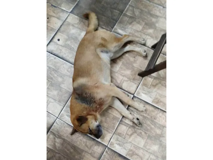 Cachorro ra a SRD-ViraLata idade 2 anos nome Cabeção 