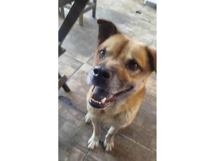 Cachorro ra a SRD-ViraLata idade 2 anos nome Cabeção 