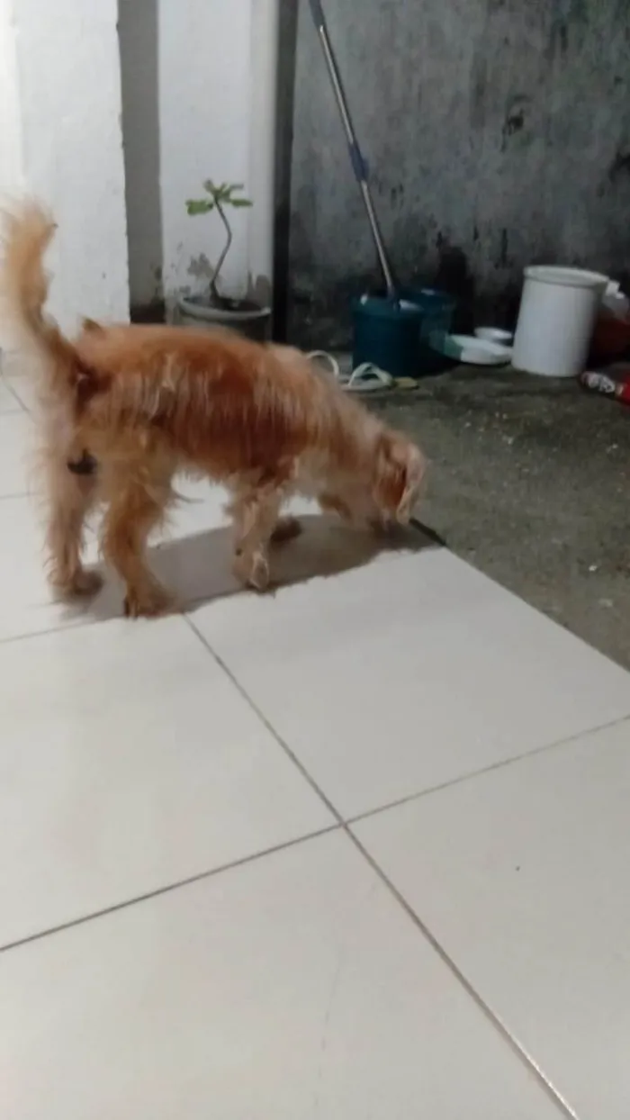 Cachorro ra a Maltês idade 6 ou mais anos nome Mike