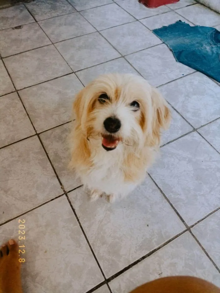 Cachorro ra a Maltês idade 6 ou mais anos nome Mike