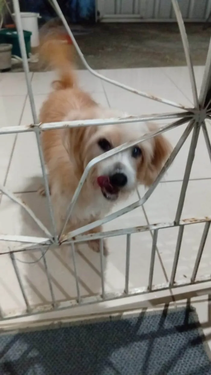 Cachorro ra a Maltês idade 6 ou mais anos nome Mike