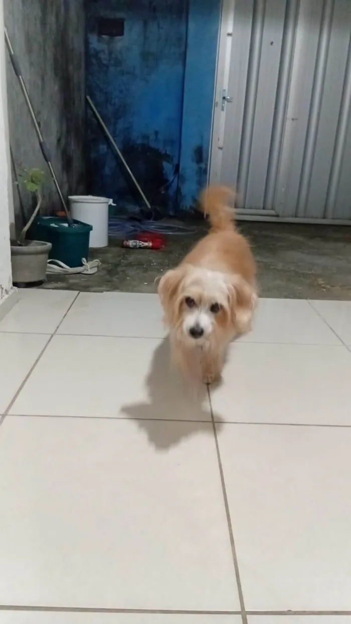 Cachorro ra a Maltês idade 6 ou mais anos nome Mike