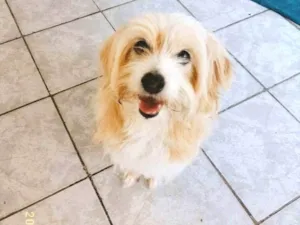 Cachorro raça Maltês idade 6 ou mais anos nome Mike