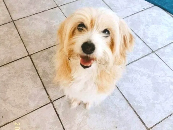 Cachorro ra a Maltês idade 6 ou mais anos nome Mike