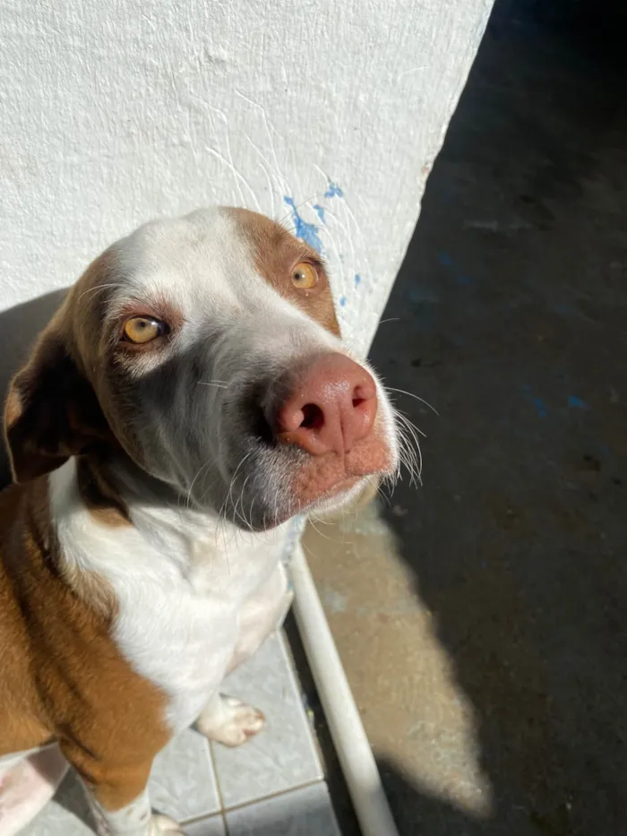 Cachorro ra a SRD-ViraLata idade 7 a 11 meses nome Luffy