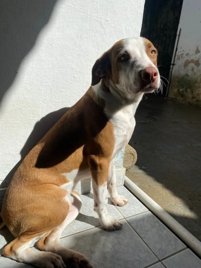 Cachorro ra a SRD-ViraLata idade 7 a 11 meses nome Luffy