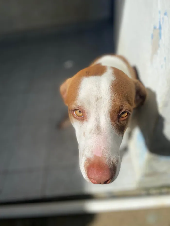 Cachorro ra a SRD-ViraLata idade 7 a 11 meses nome Luffy