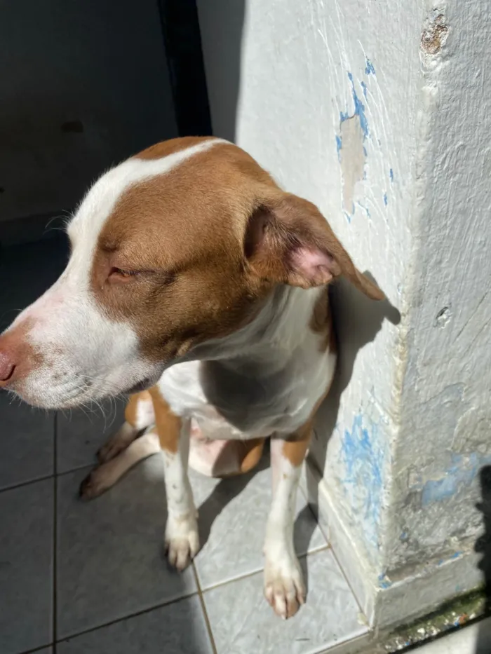 Cachorro ra a SRD-ViraLata idade 7 a 11 meses nome Luffy