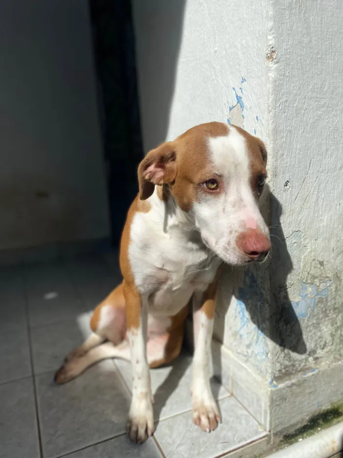 Cachorro ra a SRD-ViraLata idade 7 a 11 meses nome Luffy