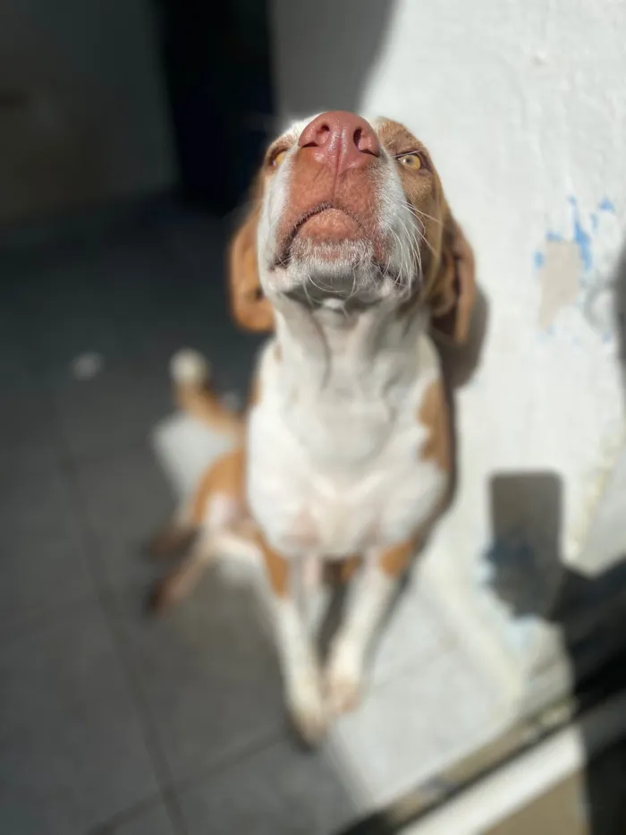 Cachorro ra a SRD-ViraLata idade 7 a 11 meses nome Luffy