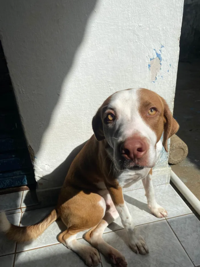 Cachorro ra a SRD-ViraLata idade 7 a 11 meses nome Luffy