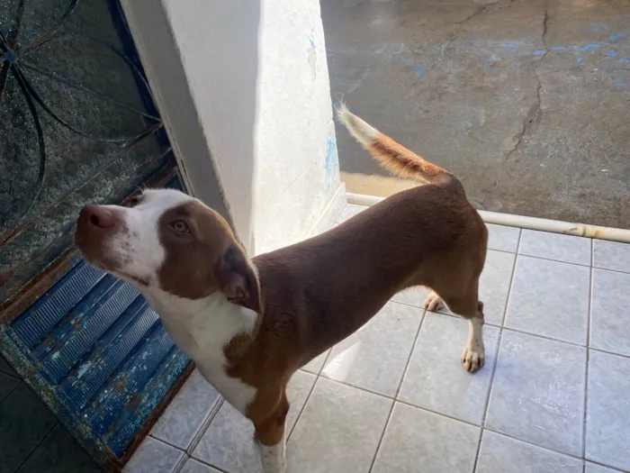 Cachorro ra a SRD-ViraLata idade 7 a 11 meses nome Luffy