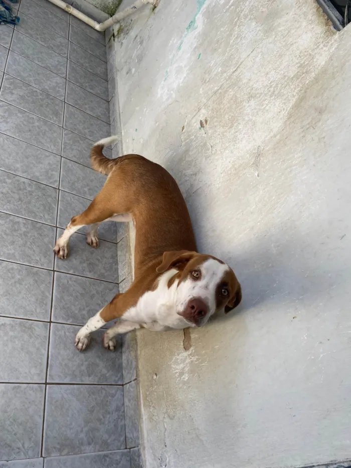 Cachorro ra a SRD-ViraLata idade 7 a 11 meses nome Luffy