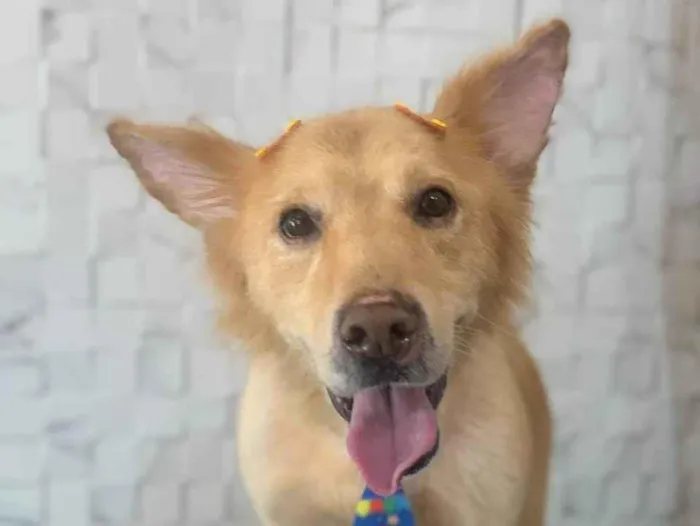 Cachorro ra a SRD-ViraLata idade 1 ano nome Scotty