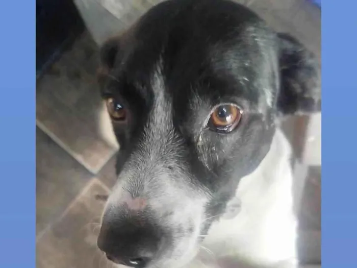 Cachorro ra a SRD-ViraLata idade 4 anos nome Floquinho 