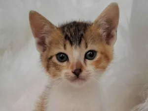 Gato raça SRD-ViraLata idade Abaixo de 2 meses nome Elma
