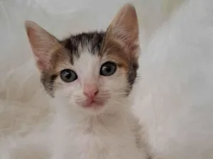 Gato raça SRD-ViraLata idade Abaixo de 2 meses nome Eva