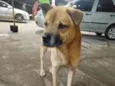 Cabeção 