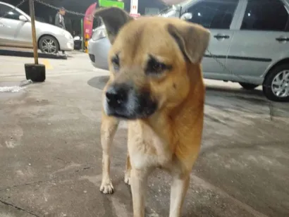 Cachorro raça SRD-ViraLata idade 2 anos nome Cabeção 