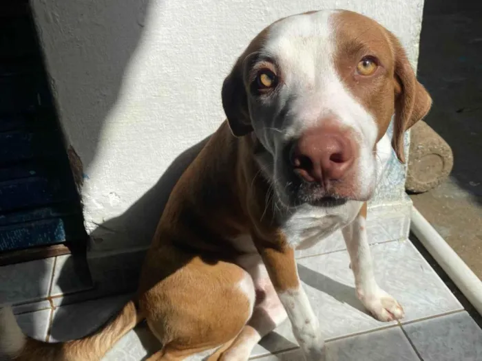 Cachorro ra a SRD-ViraLata idade 7 a 11 meses nome Luffy
