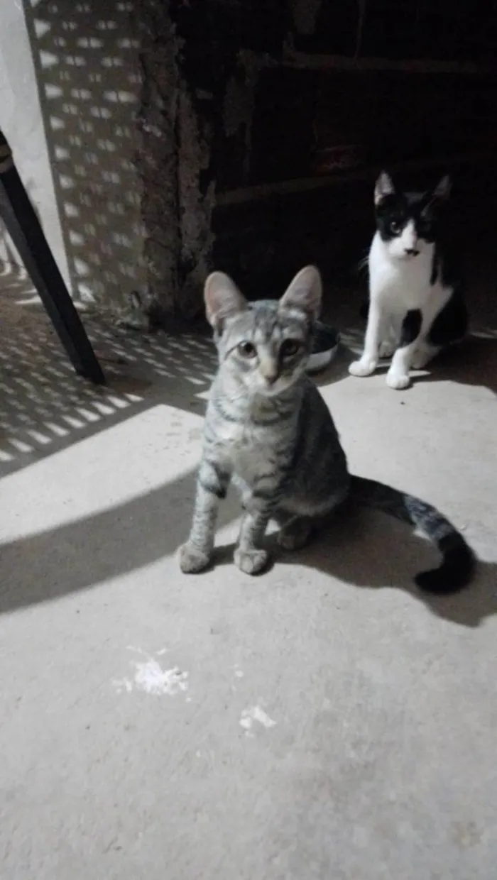 Gato ra a SRD-ViraLata idade 2 a 6 meses nome Sem nomes