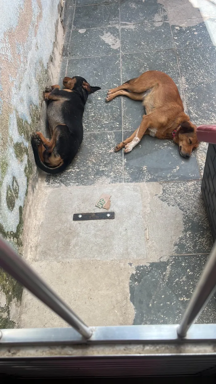 Cachorro ra a SRD-ViraLata idade 1 ano nome Buck