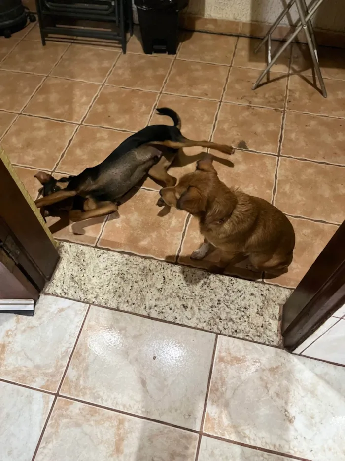 Cachorro ra a SRD-ViraLata idade 1 ano nome Buck