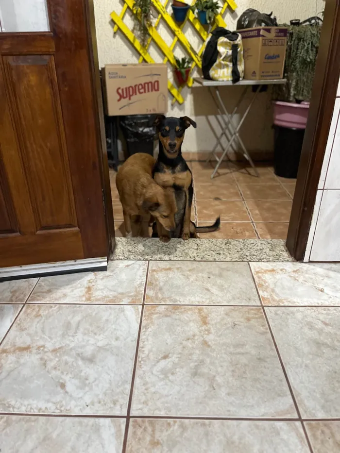 Cachorro ra a SRD-ViraLata idade 1 ano nome Buck
