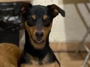 Cachorro raça SRD-ViraLata idade 1 ano nome Buck