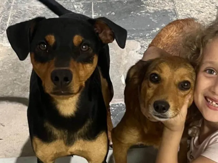Cachorro ra a SRD-ViraLata idade 1 ano nome Buck