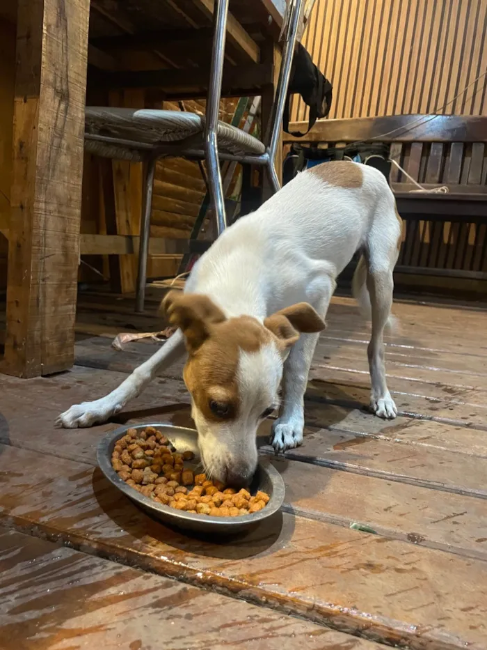 Cachorro ra a SRD-ViraLata idade 2 a 6 meses nome kira