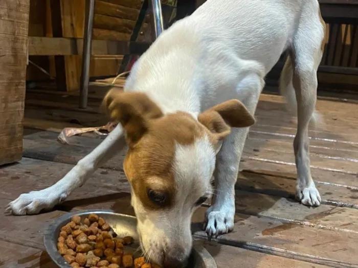 Cachorro ra a SRD-ViraLata idade 2 a 6 meses nome kira