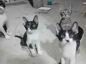 Gato raça SRD-ViraLata idade 2 a 6 meses nome Sem nomes