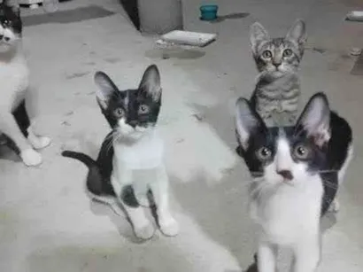 Gato raça SRD-ViraLata idade 2 a 6 meses nome Sem nomes