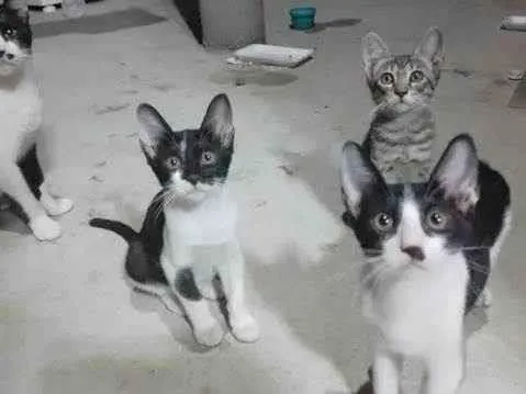 Gato ra a SRD-ViraLata idade 2 a 6 meses nome Sem nomes