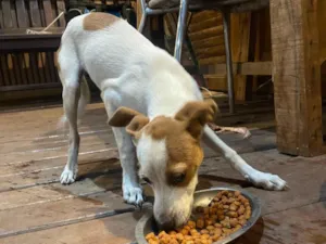 Cachorro raça SRD-ViraLata idade 2 a 6 meses nome kira