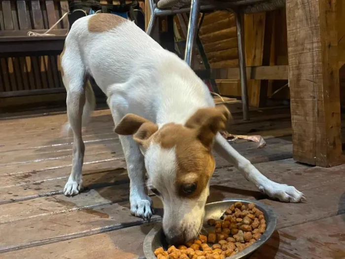 Cachorro ra a SRD-ViraLata idade 2 a 6 meses nome kira