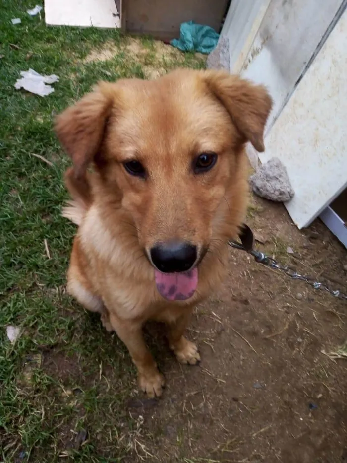 Cachorro ra a SRD-ViraLata idade 1 ano nome Lucky 