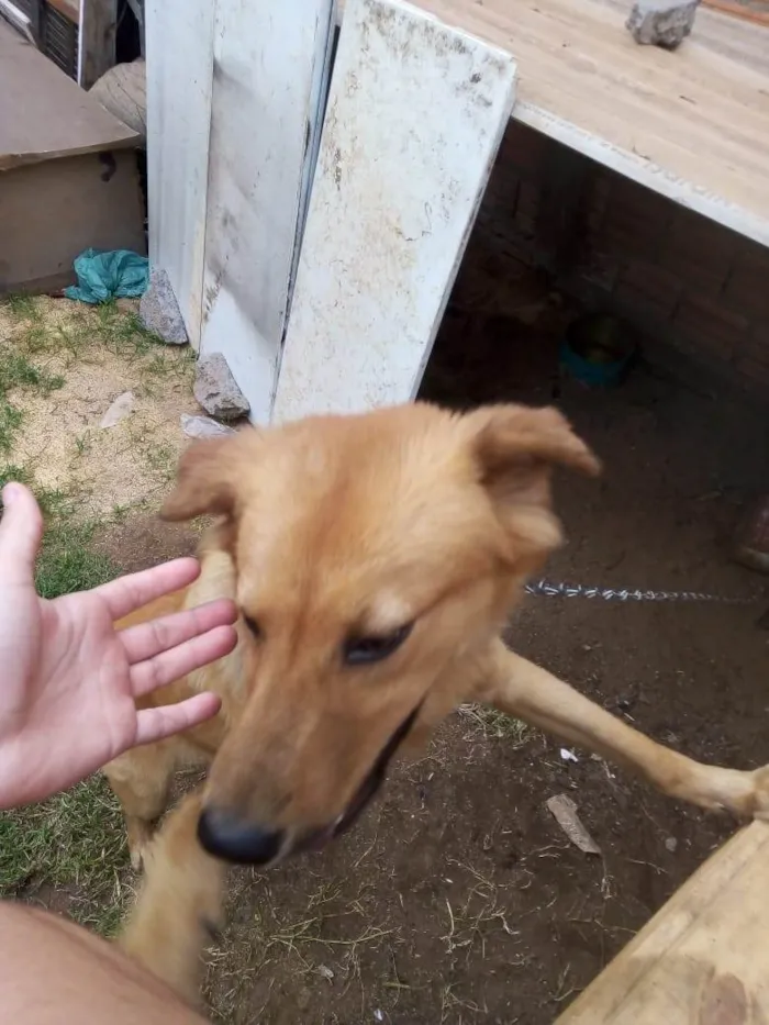 Cachorro ra a SRD-ViraLata idade 1 ano nome Lucky 