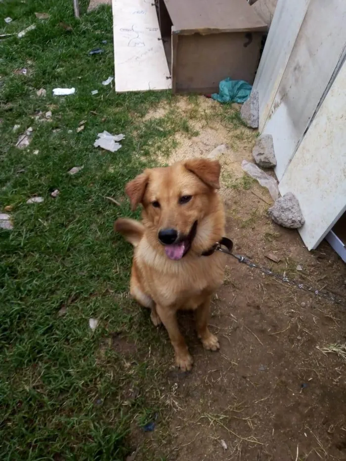 Cachorro ra a SRD-ViraLata idade 1 ano nome Lucky 