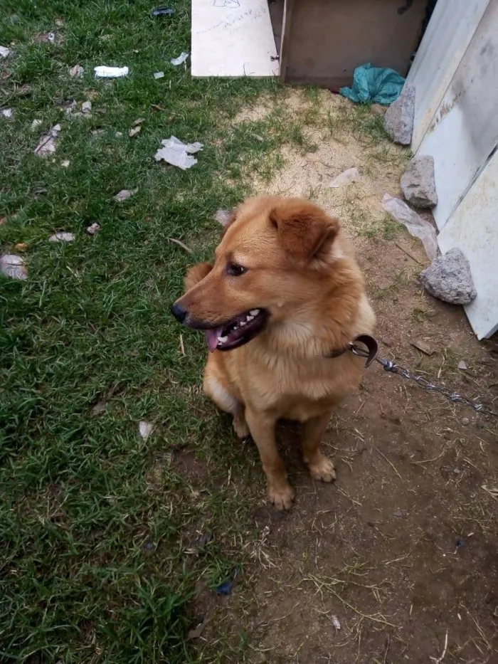 Cachorro ra a SRD-ViraLata idade 1 ano nome Lucky 