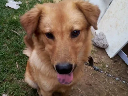 Cachorro raça SRD-ViraLata idade 1 ano nome Lucky 