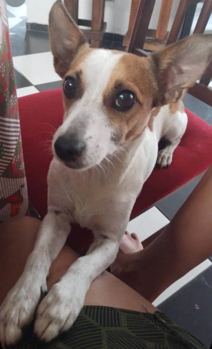 Cachorro ra a SRD-ViraLata idade 6 ou mais anos nome Havena