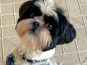 Cachorro raça Shitzu idade 3 anos nome Nick 