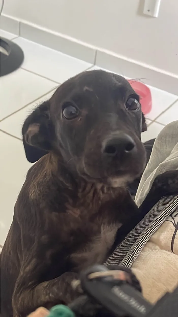 Cachorro ra a SRD-ViraLata idade 2 a 6 meses nome Cisca