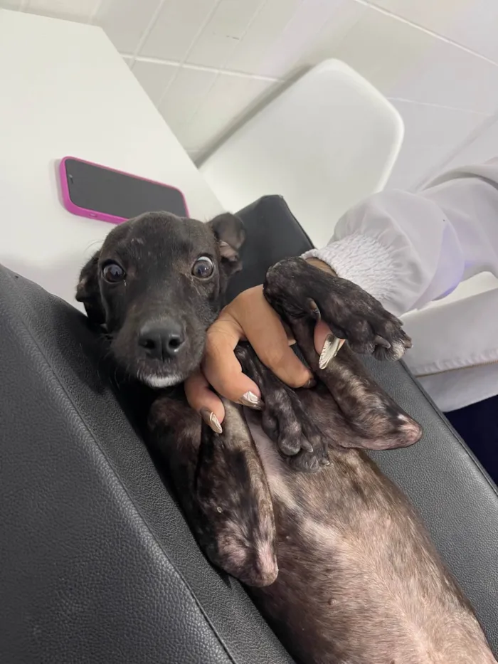 Cachorro ra a SRD-ViraLata idade 2 a 6 meses nome Cisca